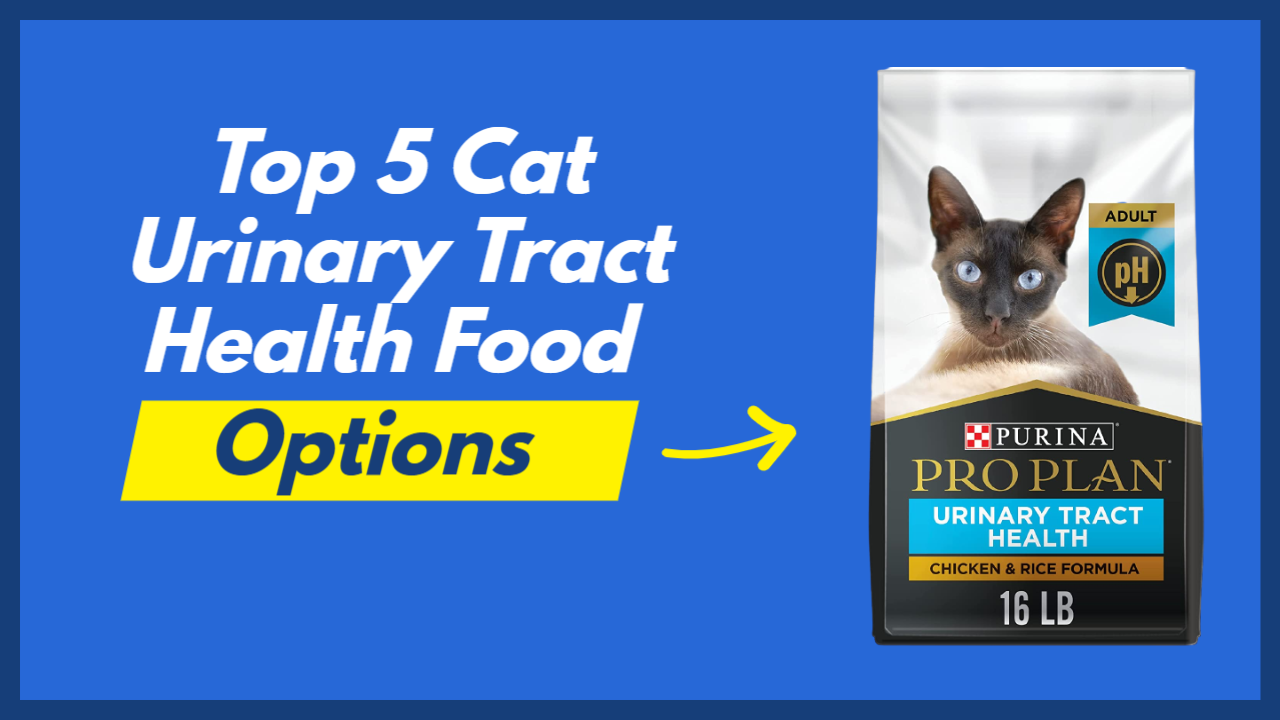 Top 5 Cat Urinary Tract Health Food Self Cleaning